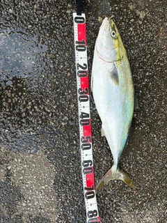 ワラサの釣果