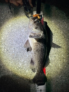 ソイの釣果