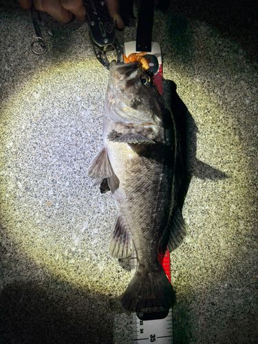 ソイの釣果