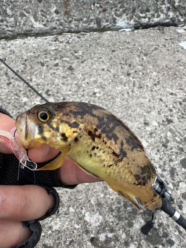 タケノコメバルの釣果
