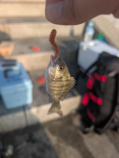 チヌの釣果
