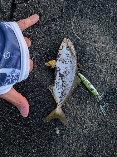 釣果