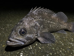 クロソイの釣果