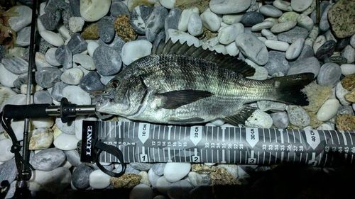 チヌの釣果
