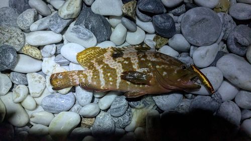 アコウの釣果