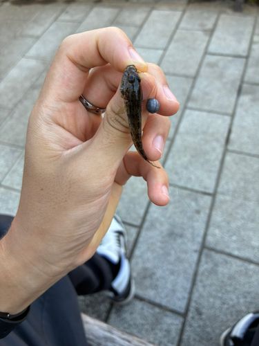 ハゼの釣果