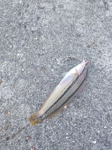 キュウセンの釣果