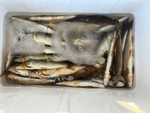 アユの釣果