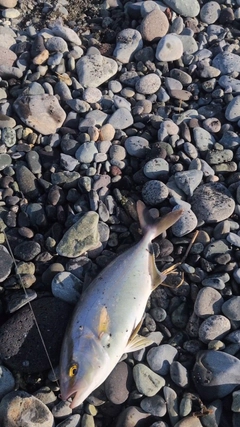 ショゴの釣果