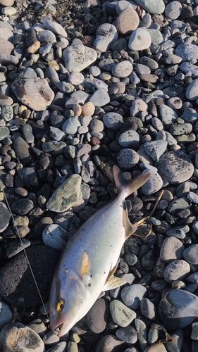 ショゴの釣果