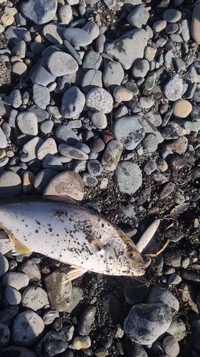 ショゴの釣果