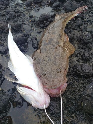 マゴチの釣果