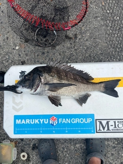 クロダイの釣果