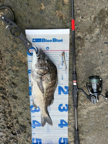 クロダイの釣果