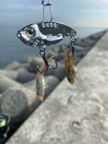 釣果