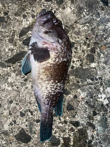 ソイの釣果