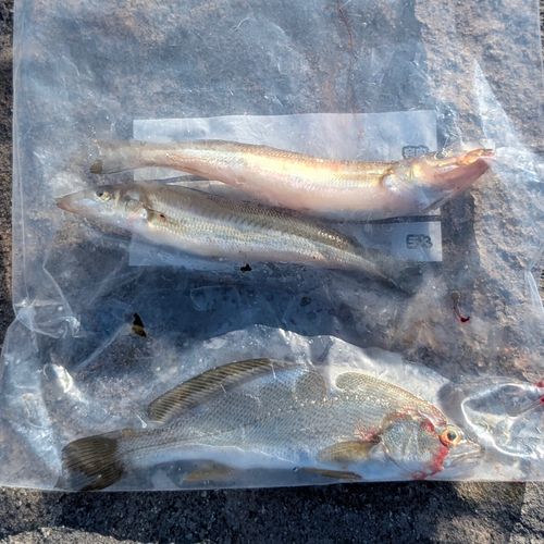 イシモチの釣果