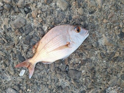マダイの釣果