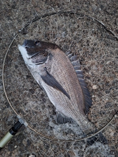 チヌの釣果