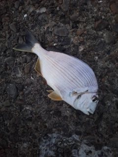 ヘダイの釣果
