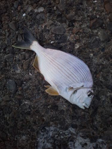 ヘダイの釣果