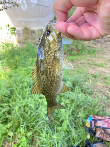 スモールマウスバスの釣果