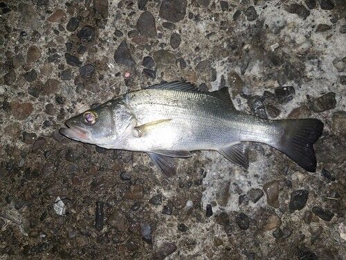 ヒラスズキの釣果