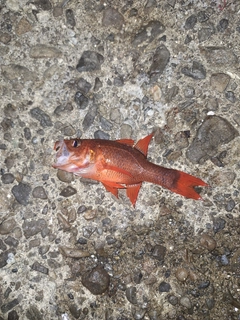イシモチの釣果