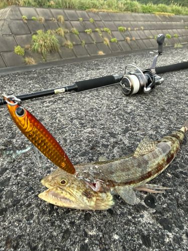 エソの釣果