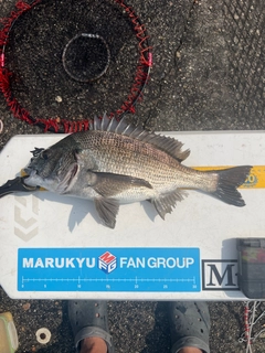 クロダイの釣果
