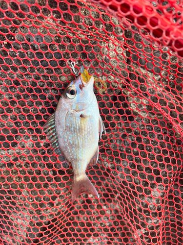 チャリコの釣果