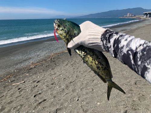 シイラの釣果
