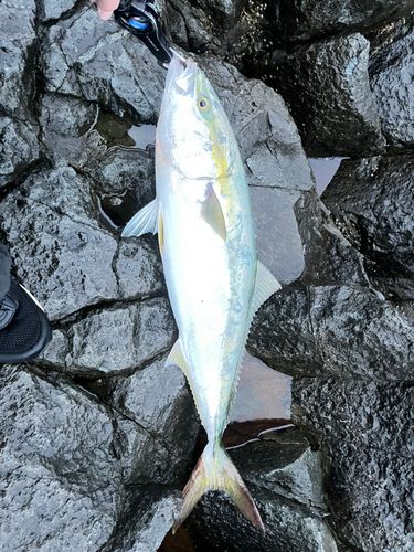 ブリの釣果