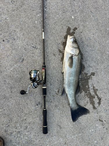 スズキの釣果