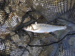 ウグイの釣果