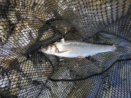 ウグイの釣果