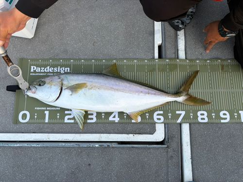 ヒラマサの釣果