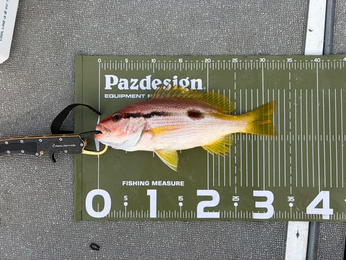 ヨコスジフエダイの釣果