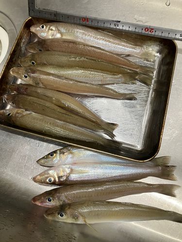 キスの釣果