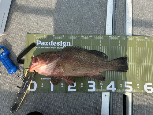 オオモンハタの釣果