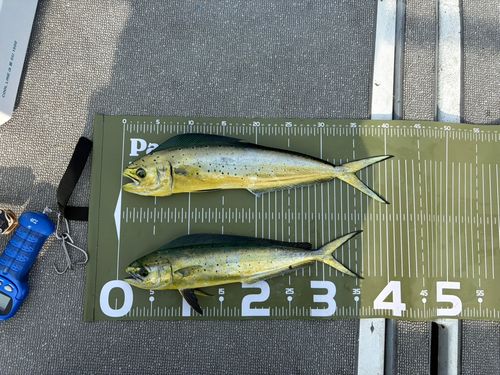 シイラの釣果