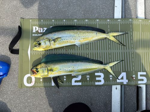 シイラの釣果