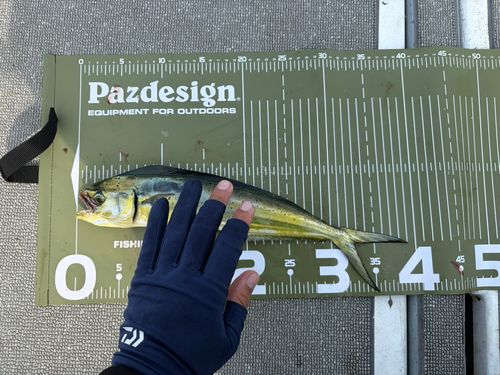 シイラの釣果