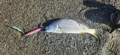 オオニベの釣果