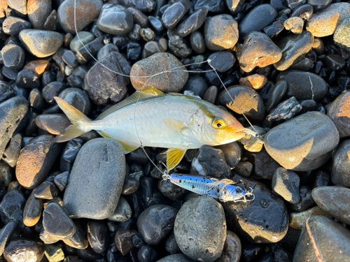 ショゴの釣果