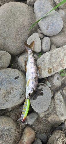 ヤマメの釣果