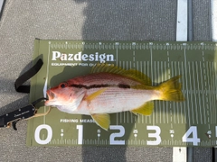 ヨコスジフエダイの釣果