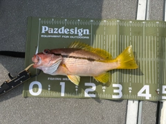 ヨコスジフエダイの釣果