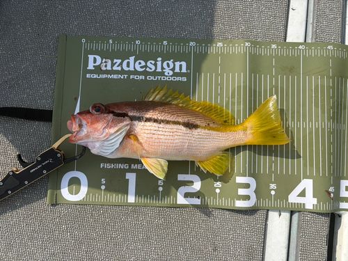 ヨコスジフエダイの釣果