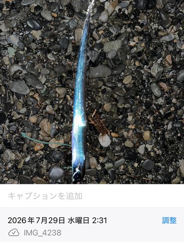 タチウオの釣果